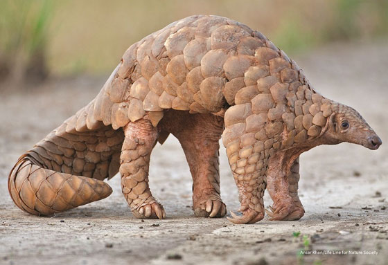 بعد الخفافيش.. آكل نمل غريب آخر المتهمين بنقل كورونا صورة رقم 10