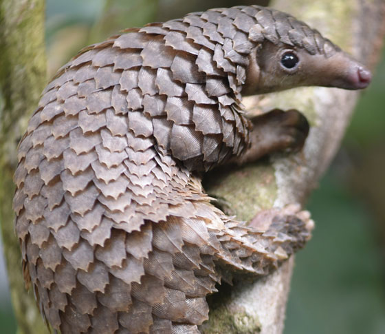 بعد الخفافيش.. آكل نمل غريب آخر المتهمين بنقل كورونا صورة رقم 11