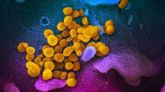 كيف يهاجم فيروس كورونا الجديد جسم الإنسان؟ صورة رقم 10