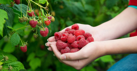 أغذية ينصح بها الأطباء للحماية من السرطان ولتحسين الصحة صورة رقم 6