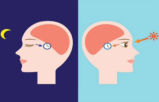 الساعة البيولوجية لجسم الإنسان، تعرفوا عليها قد تهمكم صورة رقم 2