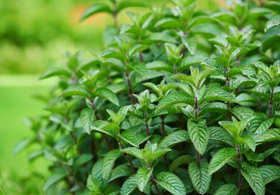 هذه الأوراق الخضراء تساعد في إنقاص وزنك صورة رقم 9