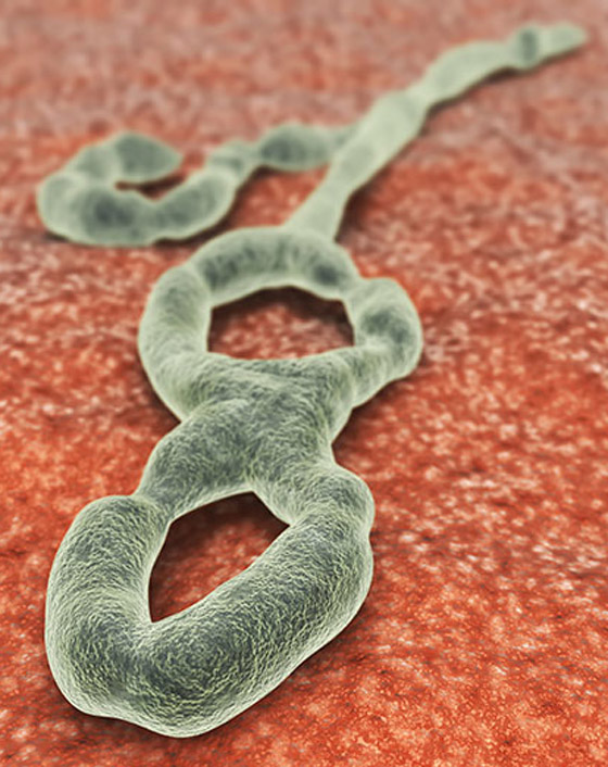 ما الذي يخبئه المستقبل لفيروس كورونا؟ هكذا انتهت 3 أمراض معدية أخرى صورة رقم 2 ما الذي يخبئه المستقبل لفيروس كورونا؟ هكذا انتهت 3 أمراض معدية أخرى صورة رقم 2