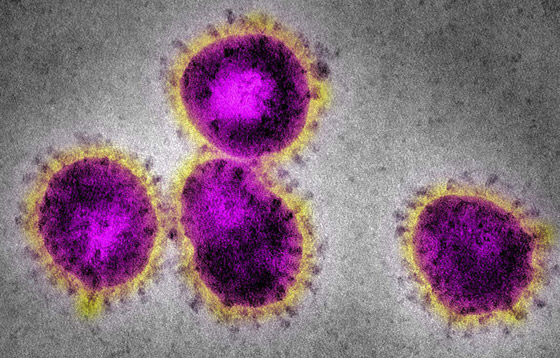 الكشف عن تاريخ أول إصابة بفيروس كورونا صورة رقم 4