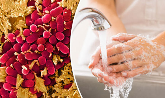 ماء دافئ وصابون.. أفضل من الكحول للقضاء على فيروس كورونا صورة رقم 1 ماء دافئ وصابون.. أفضل من الكحول للقضاء على فيروس كورونا صورة رقم 1