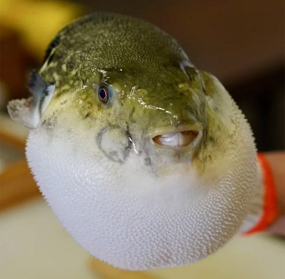 أسماك سامة وفطر قاتل.. إليكم أخطر أطعمة يأكلها البشر في العالم! صورة رقم 2