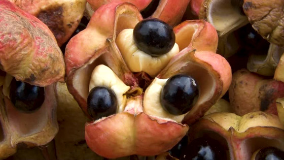 أسماك سامة وفطر قاتل.. إليكم أخطر أطعمة يأكلها البشر في العالم! صورة رقم 3