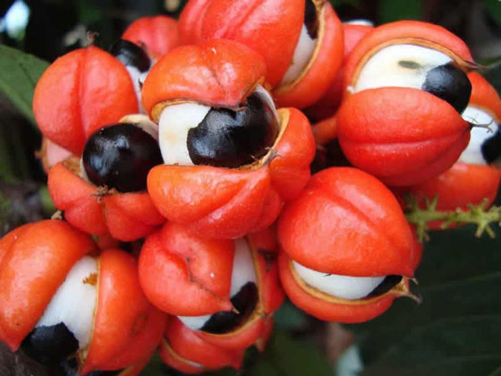 أسماك سامة وفطر قاتل.. إليكم أخطر أطعمة يأكلها البشر في العالم! صورة رقم 4