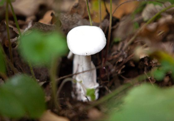 أسماك سامة وفطر قاتل.. إليكم أخطر أطعمة يأكلها البشر في العالم! صورة رقم 5