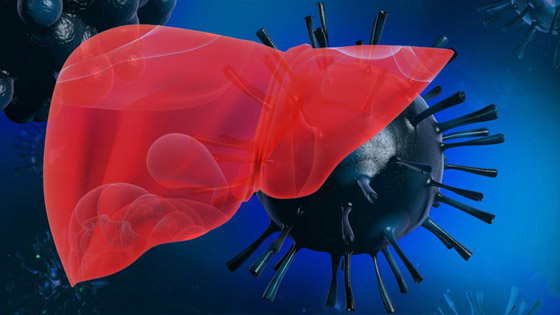 كيف يؤثر فيروس كورونا على الكبد؟.. هذا سر وفاة الأصحاء! صورة رقم 3 كيف يؤثر فيروس كورونا على الكبد؟.. هذا سر وفاة الأصحاء! صورة رقم 3