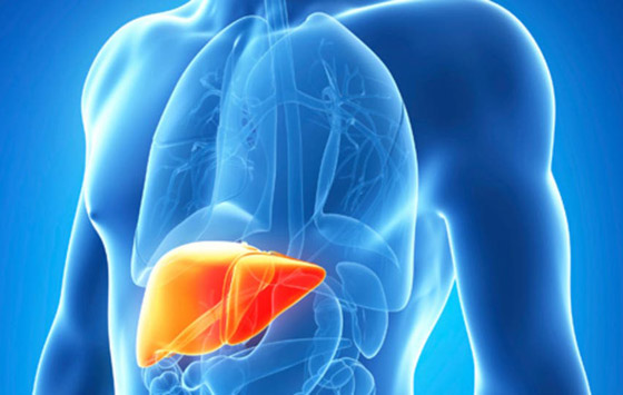 كيف يؤثر فيروس كورونا على الكبد؟.. هذا سر وفاة الأصحاء! صورة رقم 5 كيف يؤثر فيروس كورونا على الكبد؟.. هذا سر وفاة الأصحاء! صورة رقم 5