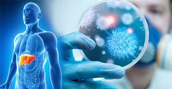 كيف يؤثر فيروس كورونا على الكبد؟.. هذا سر وفاة الأصحاء! صورة رقم 1 كيف يؤثر فيروس كورونا على الكبد؟.. هذا سر وفاة الأصحاء! صورة رقم 1