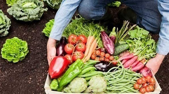 أفضل الخضروات التي يمكنك زراعتها في المنزل خلال العزل صورة رقم 4