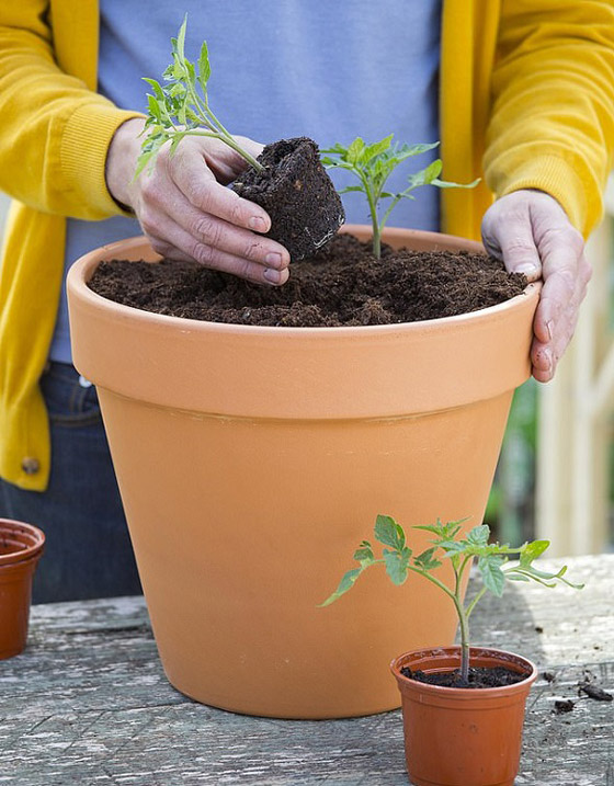 أفضل الخضروات التي يمكنك زراعتها في المنزل خلال العزل صورة رقم 3