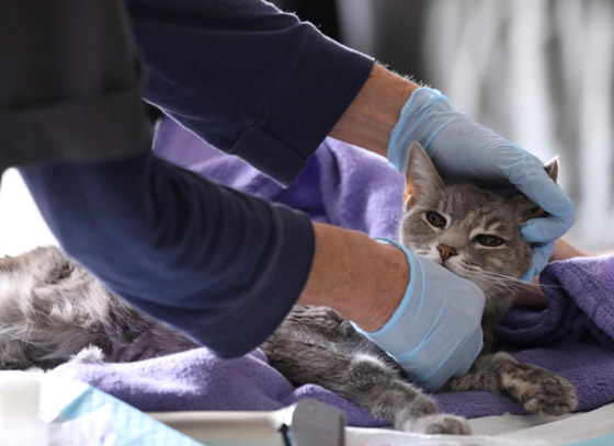 جديد عن وباء كورونا قد يغير مجرى الأحداث.. أبطاله القطط! صورة رقم 6