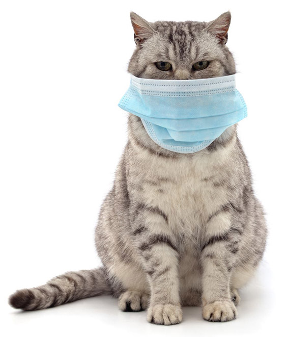 جديد عن وباء كورونا قد يغير مجرى الأحداث.. أبطاله القطط! صورة رقم 1