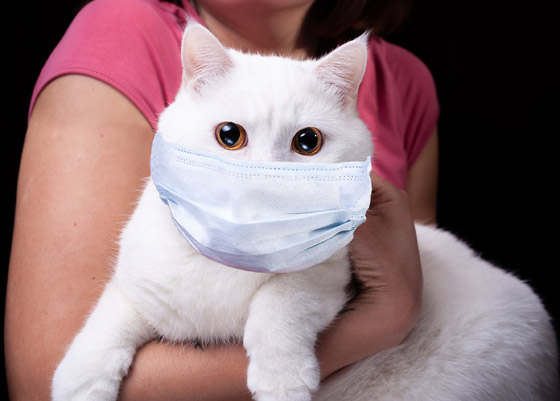 جديد عن وباء كورونا قد يغير مجرى الأحداث.. أبطاله القطط! صورة رقم 3