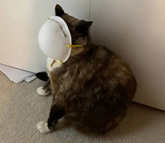 جديد عن وباء كورونا قد يغير مجرى الأحداث.. أبطاله القطط! صورة رقم 7