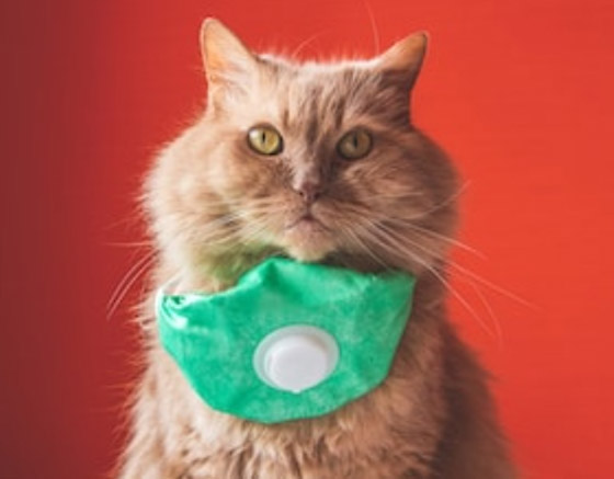 جديد عن وباء كورونا قد يغير مجرى الأحداث.. أبطاله القطط! صورة رقم 8