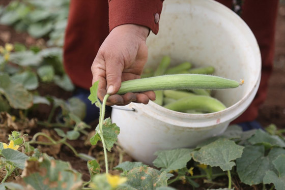 فوائد الفقوس للصحة وخسارة الوزن صورة رقم 1