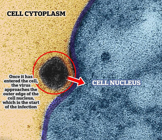 لأول مرة.. التقاط لحظة إصابة فيروس كورونا لخلية سليمة! صور صورة رقم 4 لأول مرة.. التقاط لحظة إصابة فيروس كورونا لخلية سليمة! صور صورة رقم 4
