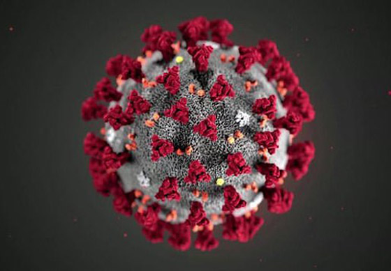 لأول مرة.. التقاط لحظة إصابة فيروس كورونا لخلية سليمة! صور صورة رقم 7 لأول مرة.. التقاط لحظة إصابة فيروس كورونا لخلية سليمة! صور صورة رقم 7