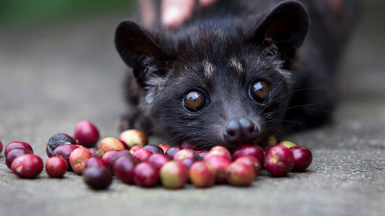 بالصور: تعرفوا إلى 15 من أغلى الأطعمة الفاخرة من حول العالم صورة رقم 5