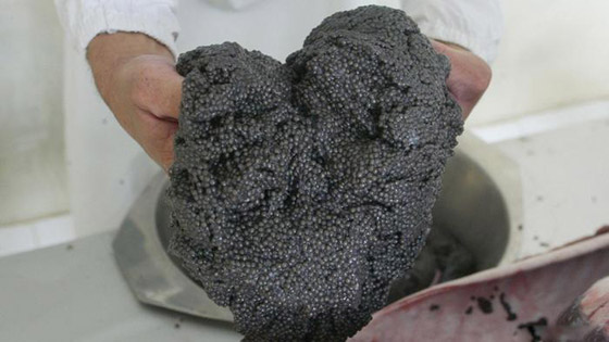 بالصور: تعرفوا إلى 15 من أغلى الأطعمة الفاخرة من حول العالم صورة رقم 10