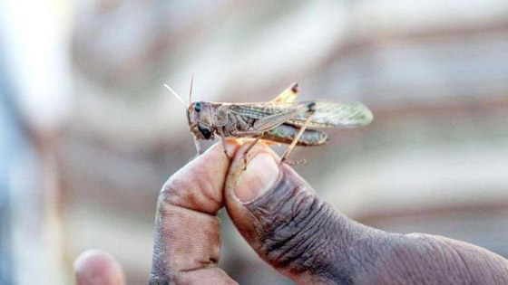 هل تُزيد الحشرات الصيفية من انتشار كورونا؟ صورة رقم 6