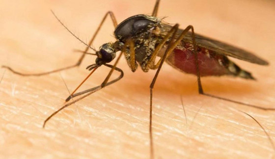 هل تُزيد الحشرات الصيفية من انتشار كورونا؟ صورة رقم 3