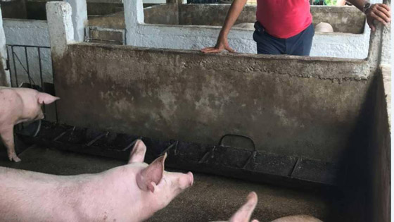 فيروس خنزيري يظهر بالصين ويدق ناقوس الخطر من وباء جديد! صورة رقم 23 فيروس خنزيري يظهر بالصين ويدق ناقوس الخطر من وباء جديد! صورة رقم 23