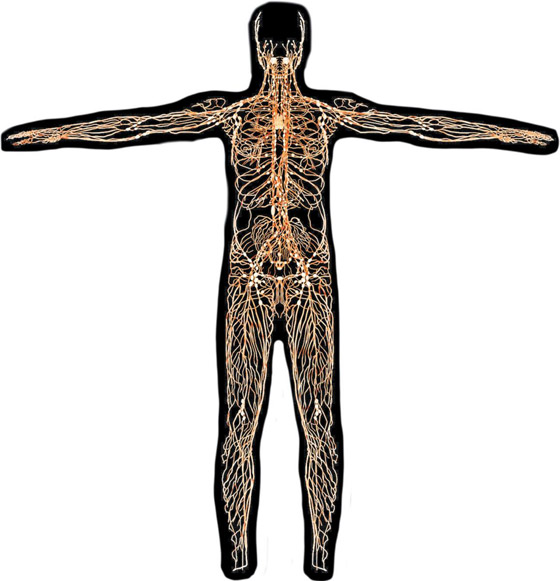 كيف يقتل فيروس كورونا؟ من الدماغ حتى أصابع القدم صورة رقم 4