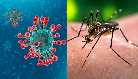 فيروس كورونا والحيوانات مجددا.. هل ينقل البعوض الوباء؟ صورة رقم 5