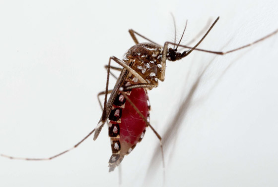 فيروس كورونا والحيوانات مجددا.. هل ينقل البعوض الوباء؟ صورة رقم 6