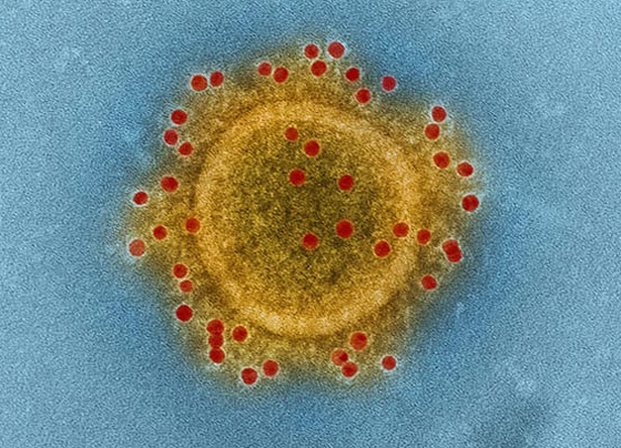كورونا والنيكوتين.. علماء يختبرون النظرية المدهشة! صورة رقم 9