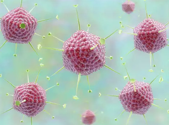 طفرة جديدة تطرأ على فيروس كورونا.. وآمال بتحوله إلى فيروس وديع! صورة رقم 7 طفرة جديدة تطرأ على فيروس كورونا.. وآمال بتحوله إلى فيروس وديع! صورة رقم 7