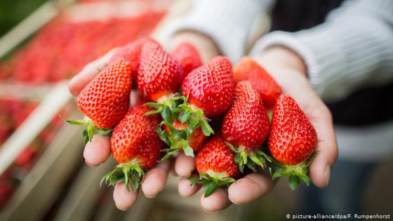 فيتامين سي.. حصن منيع ضد الأمراض والفيروسات الفتاكة! صورة رقم 4