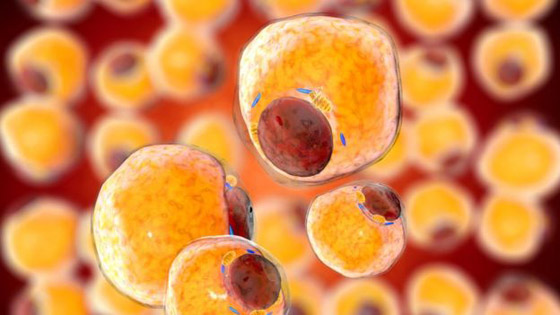 تحذير لأصحاب الوزن الزائد: السمنة المفرطة تضاعف خطر الإصابة بكورونا صورة رقم 4 تحذير لأصحاب الوزن الزائد: السمنة المفرطة تضاعف خطر الإصابة بكورونا صورة رقم 4