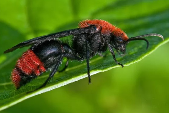 صورة رقم 1 - بالصور: تعرفوا إلى 10 من أخطر الحشرات المميتة في العالم  صورة رقم 1 - بالصور: تعرفوا إلى 10 من أخطر الحشرات المميتة في العالم