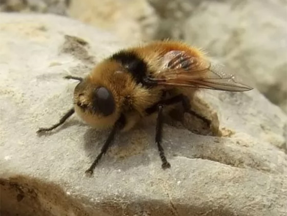 صورة رقم 2 - بالصور: تعرفوا إلى 10 من أخطر الحشرات المميتة في العالم  صورة رقم 2 - بالصور: تعرفوا إلى 10 من أخطر الحشرات المميتة في العالم