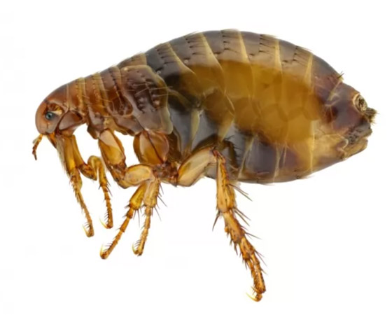 صورة رقم 3 - بالصور: تعرفوا إلى 10 من أخطر الحشرات المميتة في العالم  صورة رقم 3 - بالصور: تعرفوا إلى 10 من أخطر الحشرات المميتة في العالم