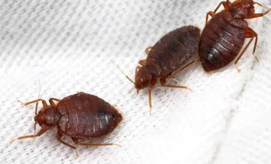 صورة رقم 5 - بالصور: تعرفوا إلى 10 من أخطر الحشرات المميتة في العالم  صورة رقم 5 - بالصور: تعرفوا إلى 10 من أخطر الحشرات المميتة في العالم