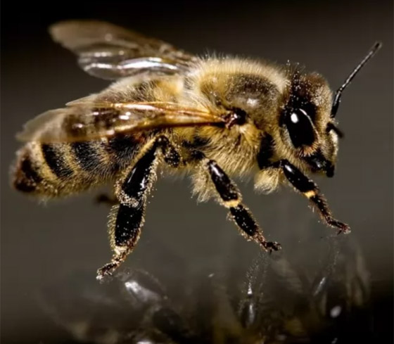 صورة رقم 8 - بالصور: تعرفوا إلى 10 من أخطر الحشرات المميتة في العالم  صورة رقم 8 - بالصور: تعرفوا إلى 10 من أخطر الحشرات المميتة في العالم