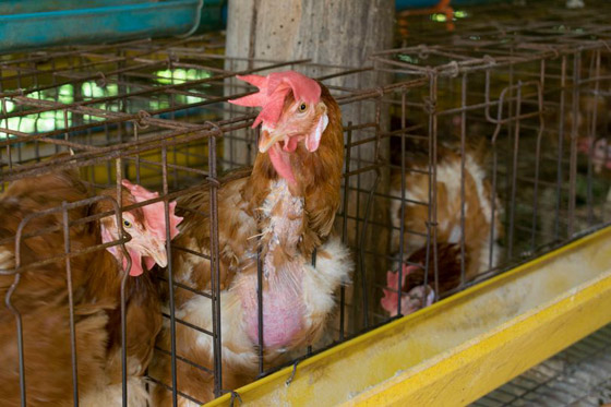 تحذير من فيروس فتاك أخطر من كورونا قد يقضي على نصف العالم! صورة رقم 3