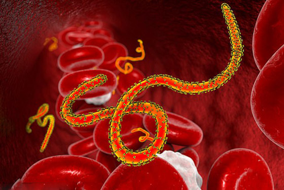 تحذير من فيروس فتاك أخطر من كورونا قد يقضي على نصف العالم! صورة رقم 8