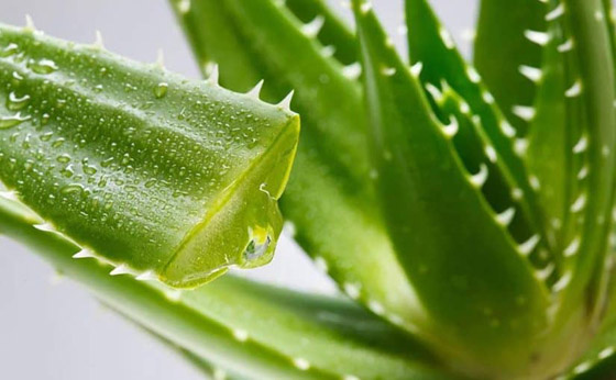 إليكم 6 فوائد سحرية مذهلة لجل الصبار (الألوفيرا) صورة رقم 1