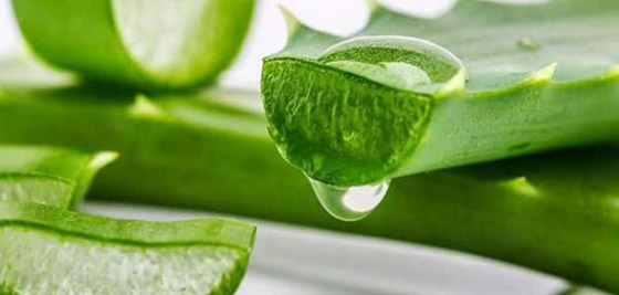إليكم 6 فوائد سحرية مذهلة لجل الصبار (الألوفيرا) صورة رقم 10