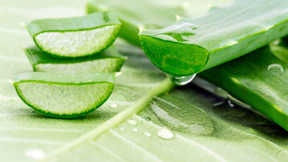 إليكم 6 فوائد سحرية مذهلة لجل الصبار (الألوفيرا) صورة رقم 15