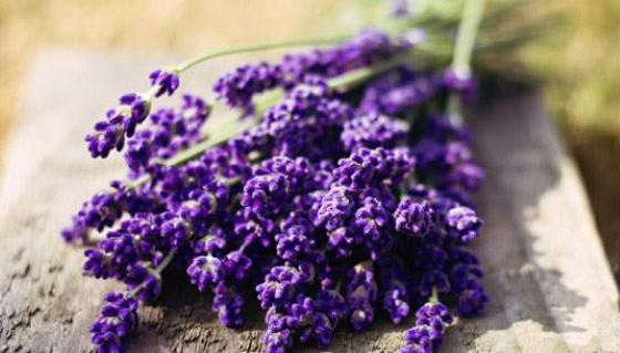 5 نباتات طبيعية تمنحك الاسترخاء وتغنيك عن المهدئات لمواجهة الإرهاق صورة رقم 2