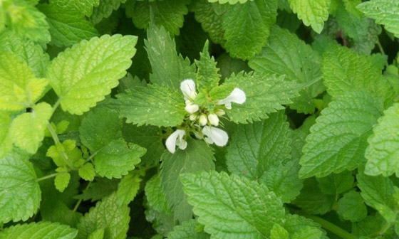 5 نباتات طبيعية تمنحك الاسترخاء وتغنيك عن المهدئات لمواجهة الإرهاق صورة رقم 3